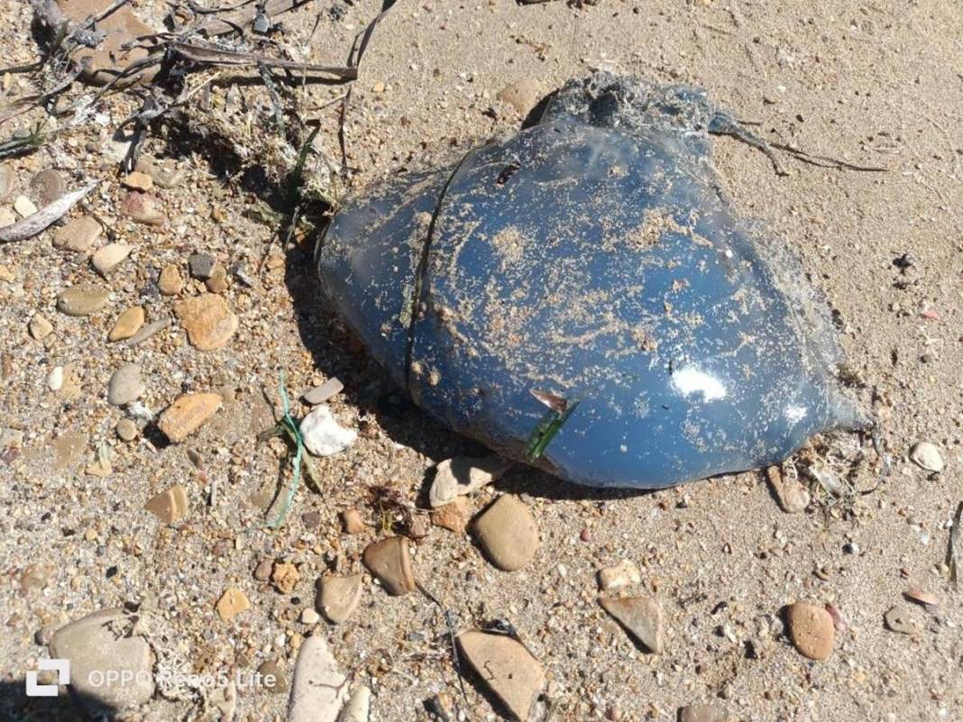 O ilimizde 'istila' sürüyor! Bütün kıyıyı ele geçirdiler, bu yıl çok artış var 17